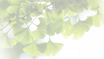 gingko_slide