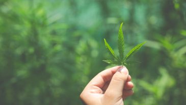 Hand marijuana leaves.